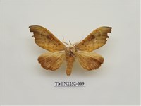 藏品(黃星凹緣天蛾)的圖片